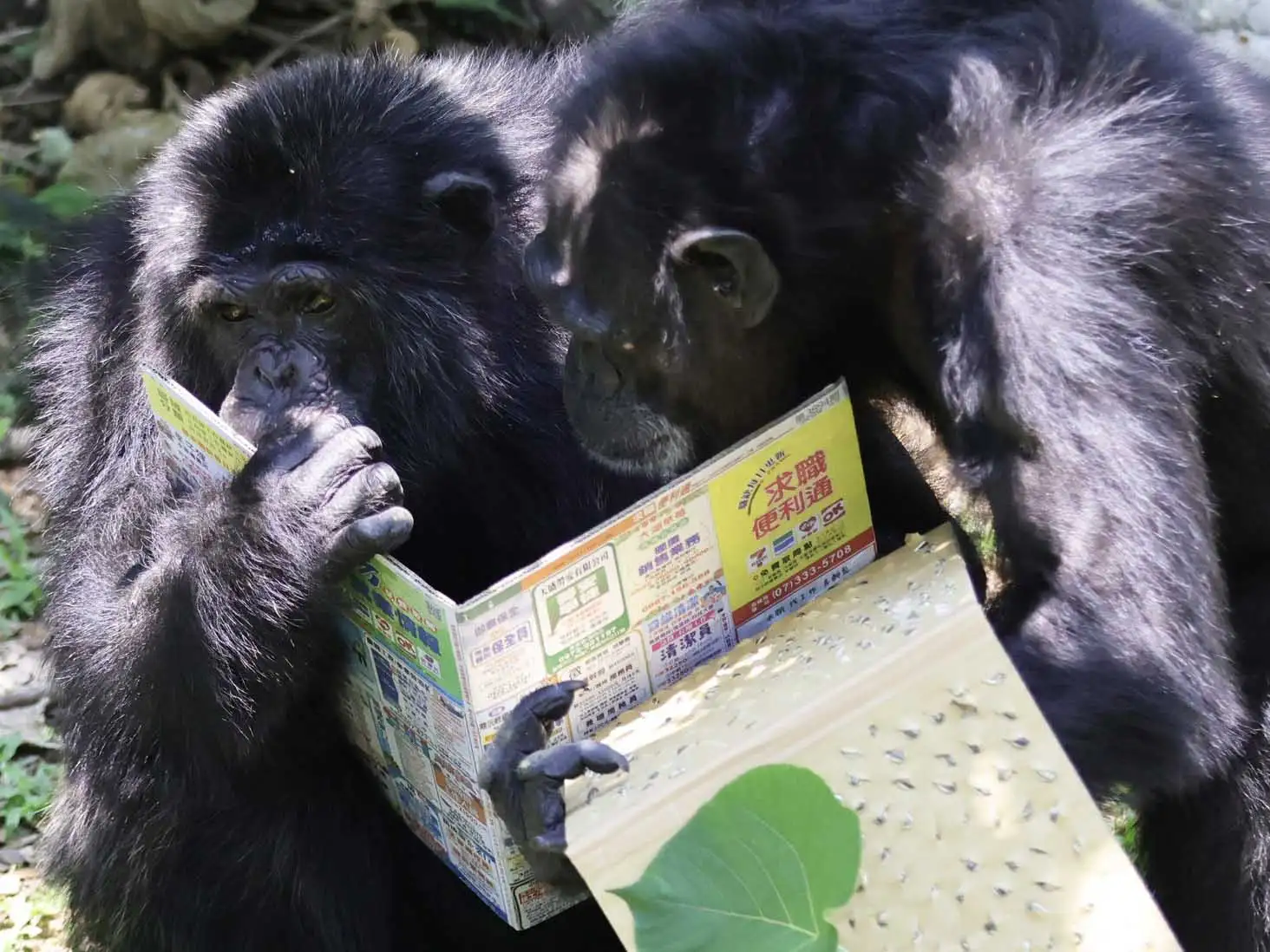 黑猩猩「莉忠」及「美珍」品嚐藏在工作職缺欄裡的葵瓜子(圖/高雄市觀光局提供)