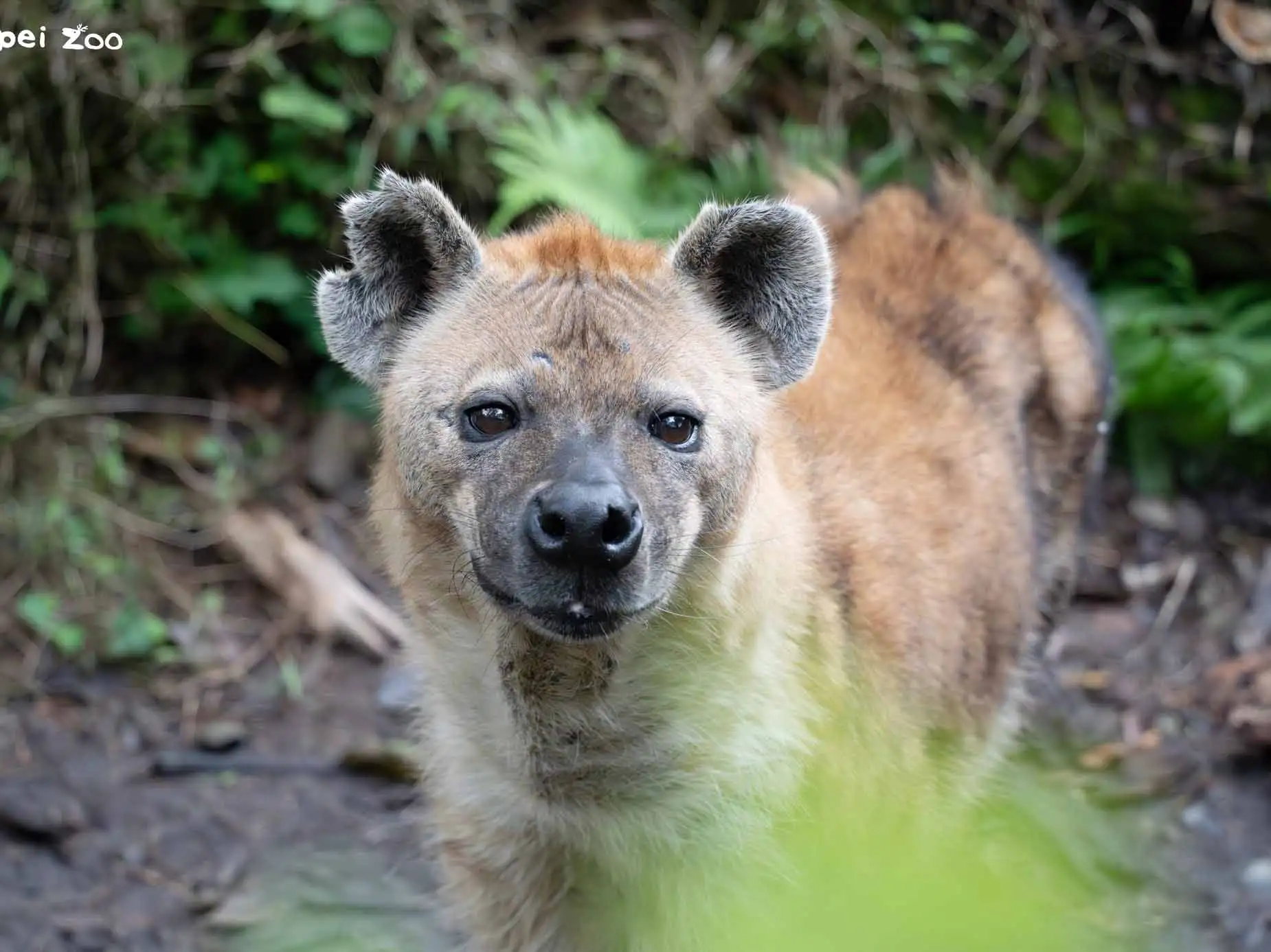 鬣狗透過行為豐富化物件展現狩獵本能與互動行為。(圖/臺北市立動物園提供)