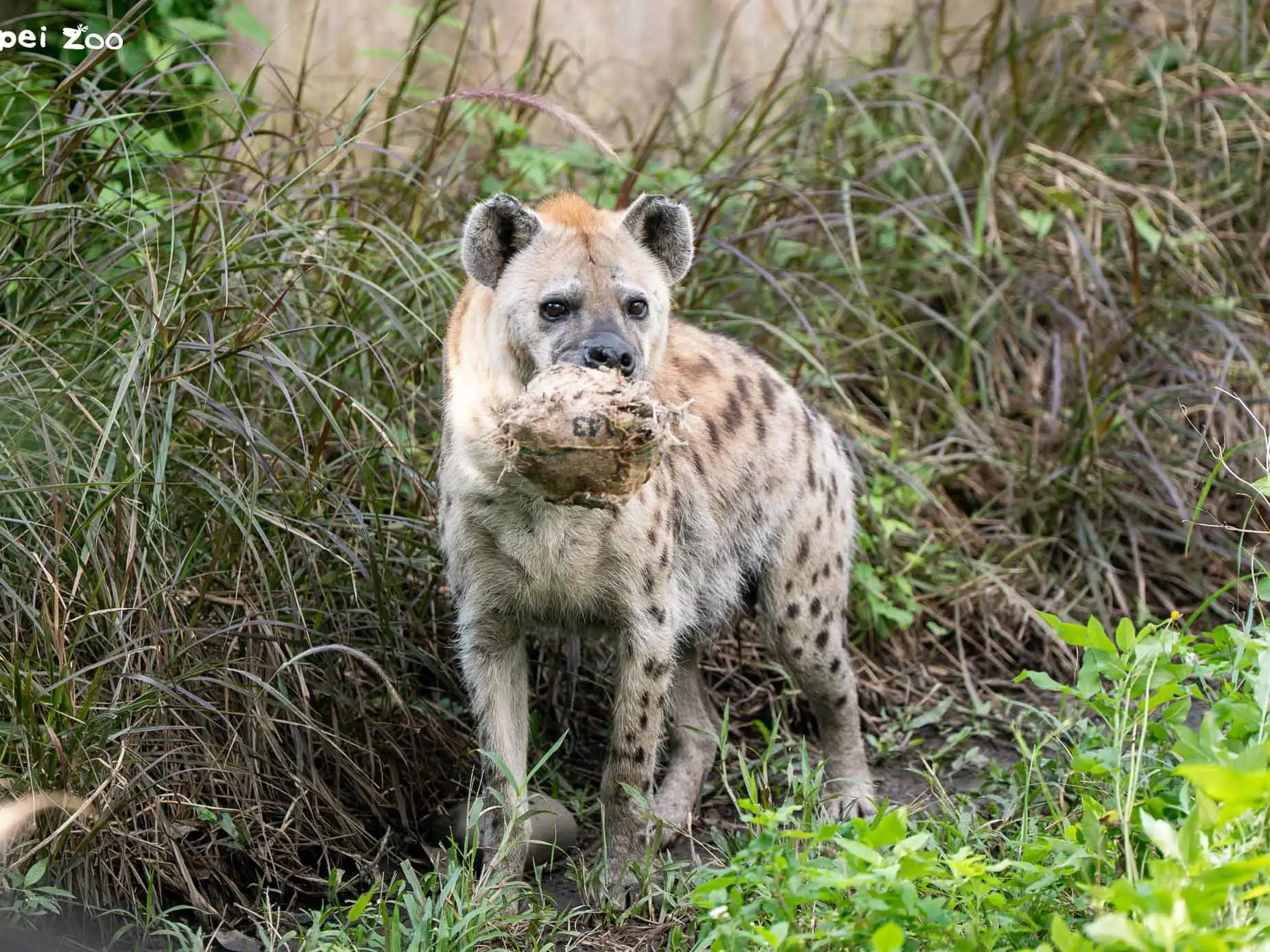 鬣狗透過行為豐富化物件展現狩獵本能與互動行為。(圖/臺北市立動物園提供)
