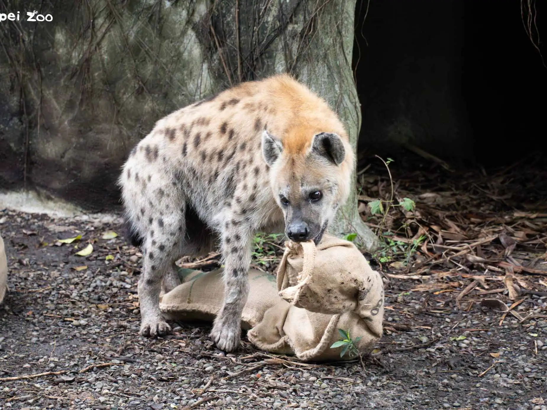 鬣狗透過行為豐富化物件展現狩獵本能與互動行為。(圖/臺北市立動物園提供)