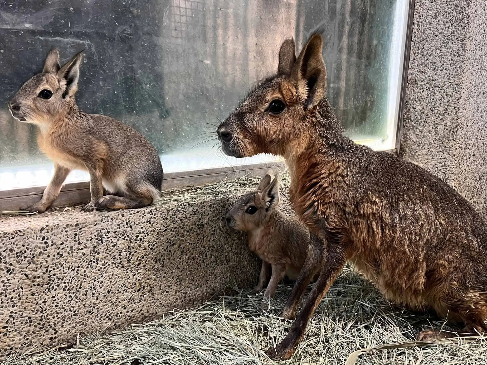 新生兔豚與母親互動良好。（圖/野森動物學校提供）