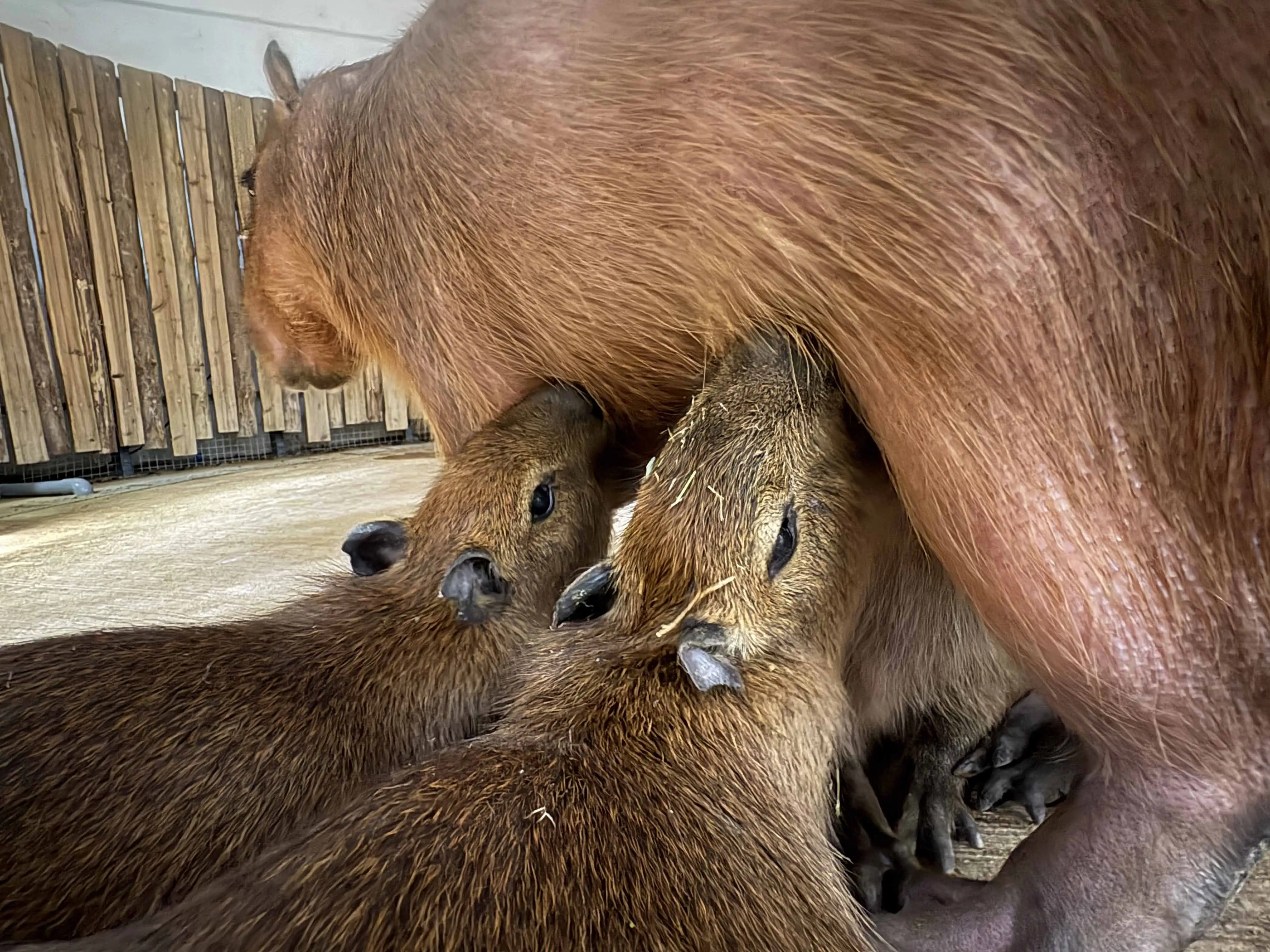 母水豚以乳汁撫育小水豚。（圖/野森動物學校提供）