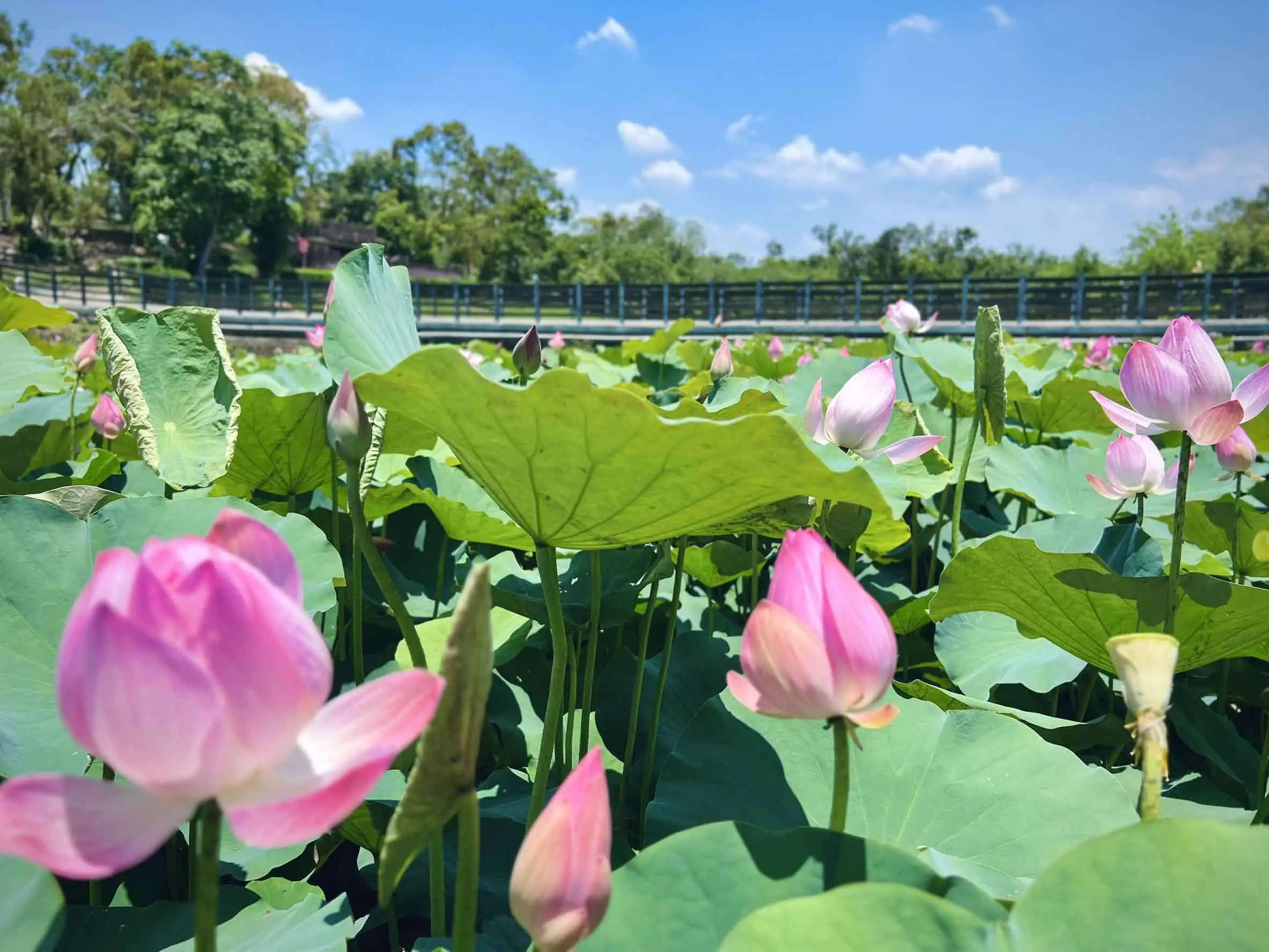 初夏蓮花盛開，台南市府推薦民眾騎遊小南海自行車道，感受湖光水色與農村慢旅魅力。(圖/臺南市政府提供)