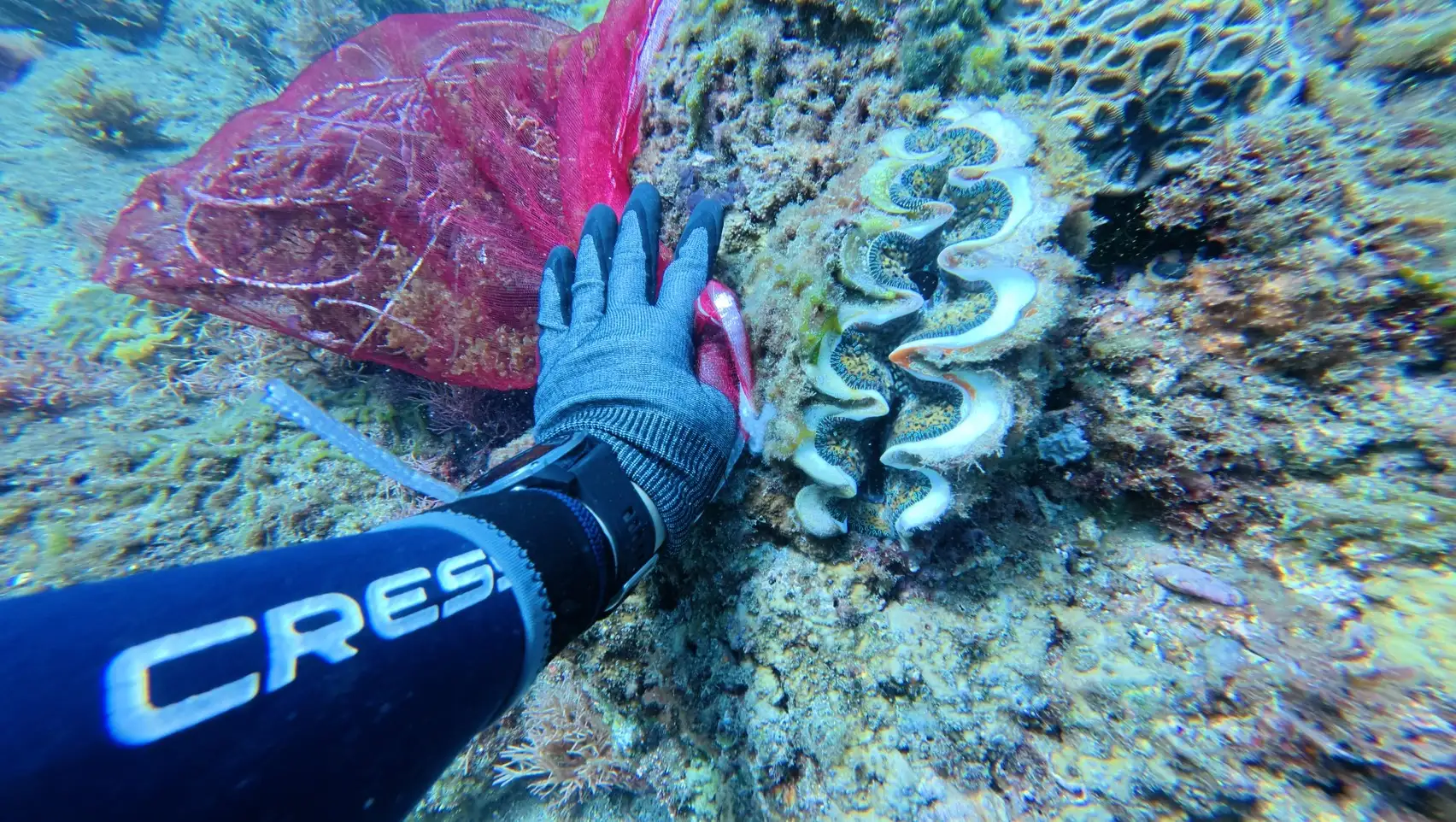 潛水員深入墾丁海域，清除纏繞在珊瑚礁上的廢棄魚線，以實際行動守護海洋生態與珊瑚環境，減少海洋廢棄物對海底生物造成危害。(圖/墾管處提供)