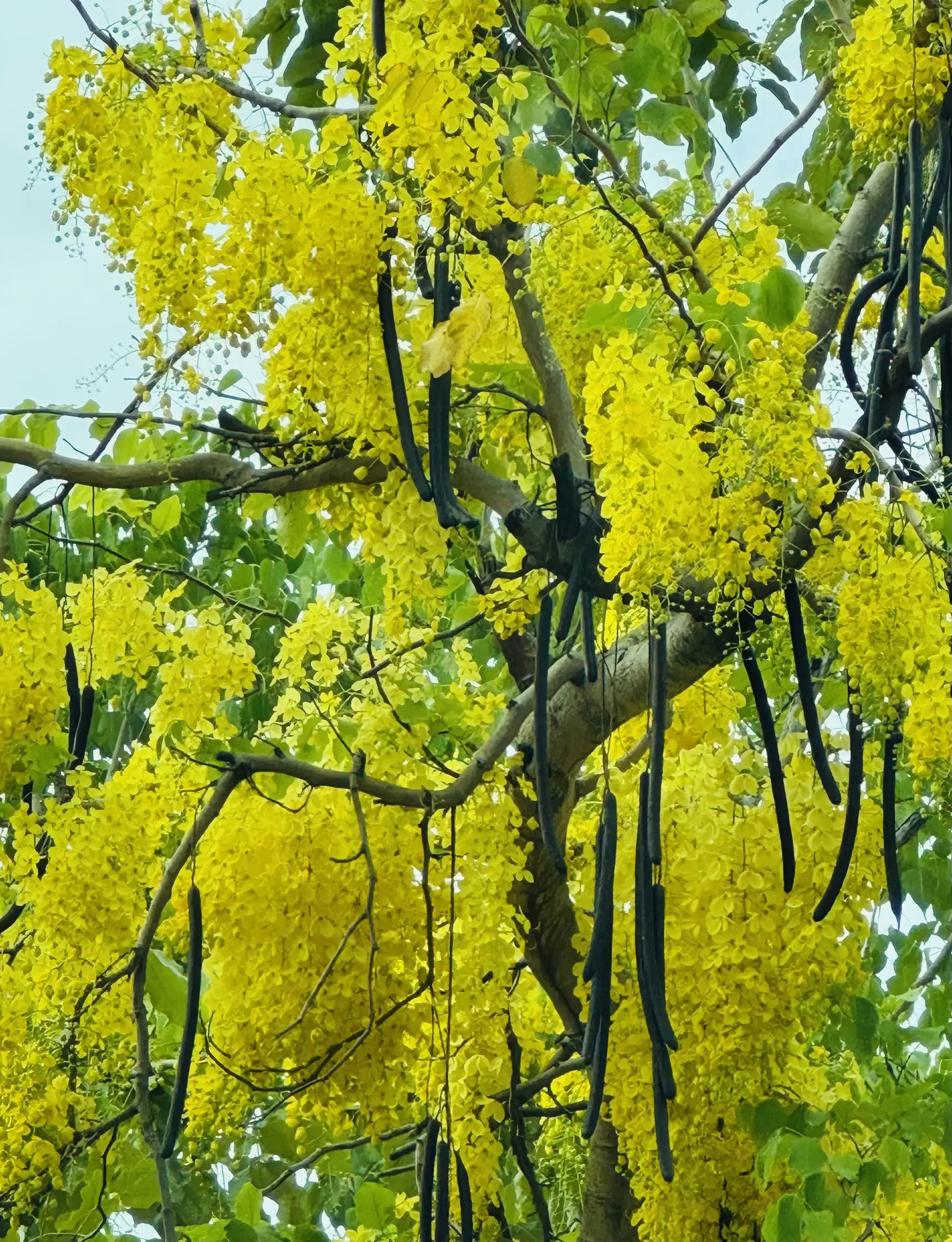 高雄愛河沿岸種植的鳳凰花正值盛開季節，愛河沿岸兩旁都成為繽紛的花海，夾雜一兩棵阿勃勒，點綴在河畔的花樹間，構成了一幅幅美麗的風景。（記者吳文欽攝）