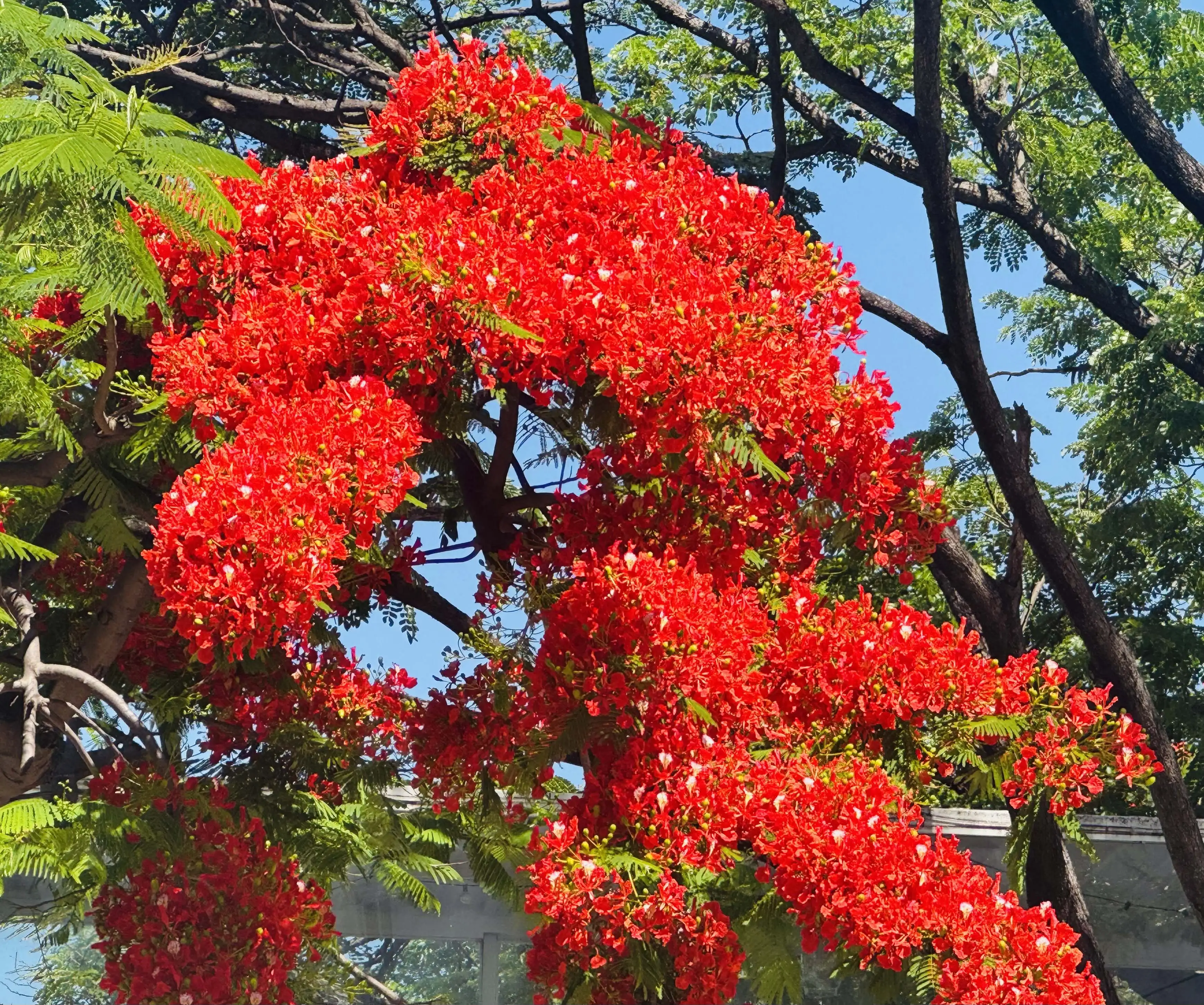 高雄愛河沿岸種植的鳳凰花正值盛開季節，愛河沿岸兩旁都成為繽紛的花海，夾雜一兩棵阿勃勒，點綴在河畔的花樹間，構成了一幅幅美麗的風景。（記者吳文欽攝）