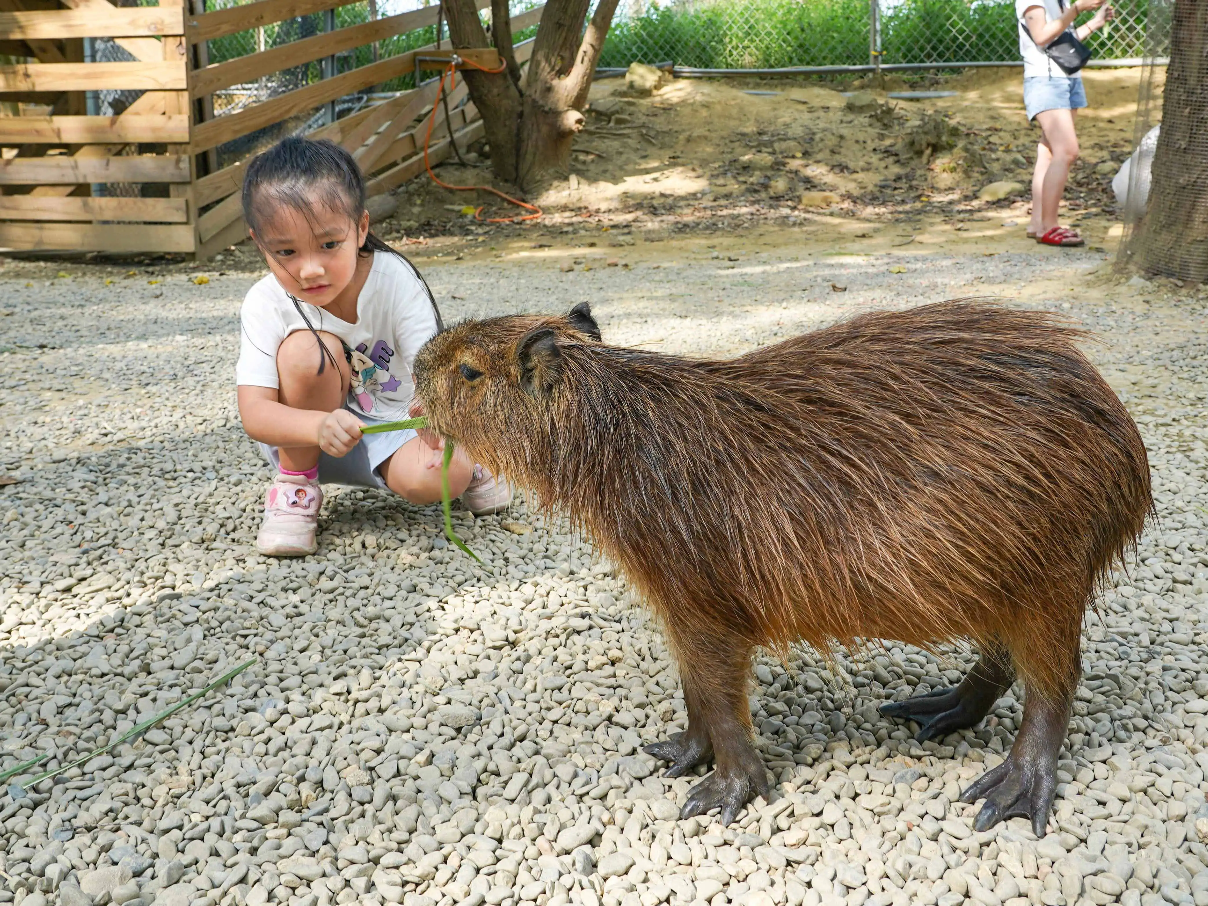 嘉義芯浪滑板衝浪公園推出夏季優惠活動，購買買大送小聯票並加入慢遊嘉義LINE，即送240元冰沙券，結合水上設施與萌寵樂園，打造親子消暑新玩法。(圖/嘉義縣文化觀光局)