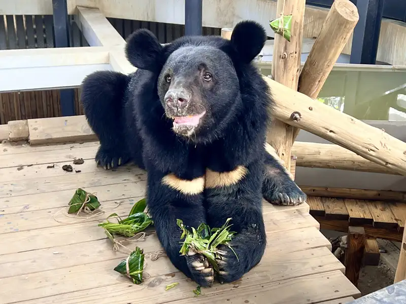 端午飄粽香 壽山動物園動物大啖特色粽