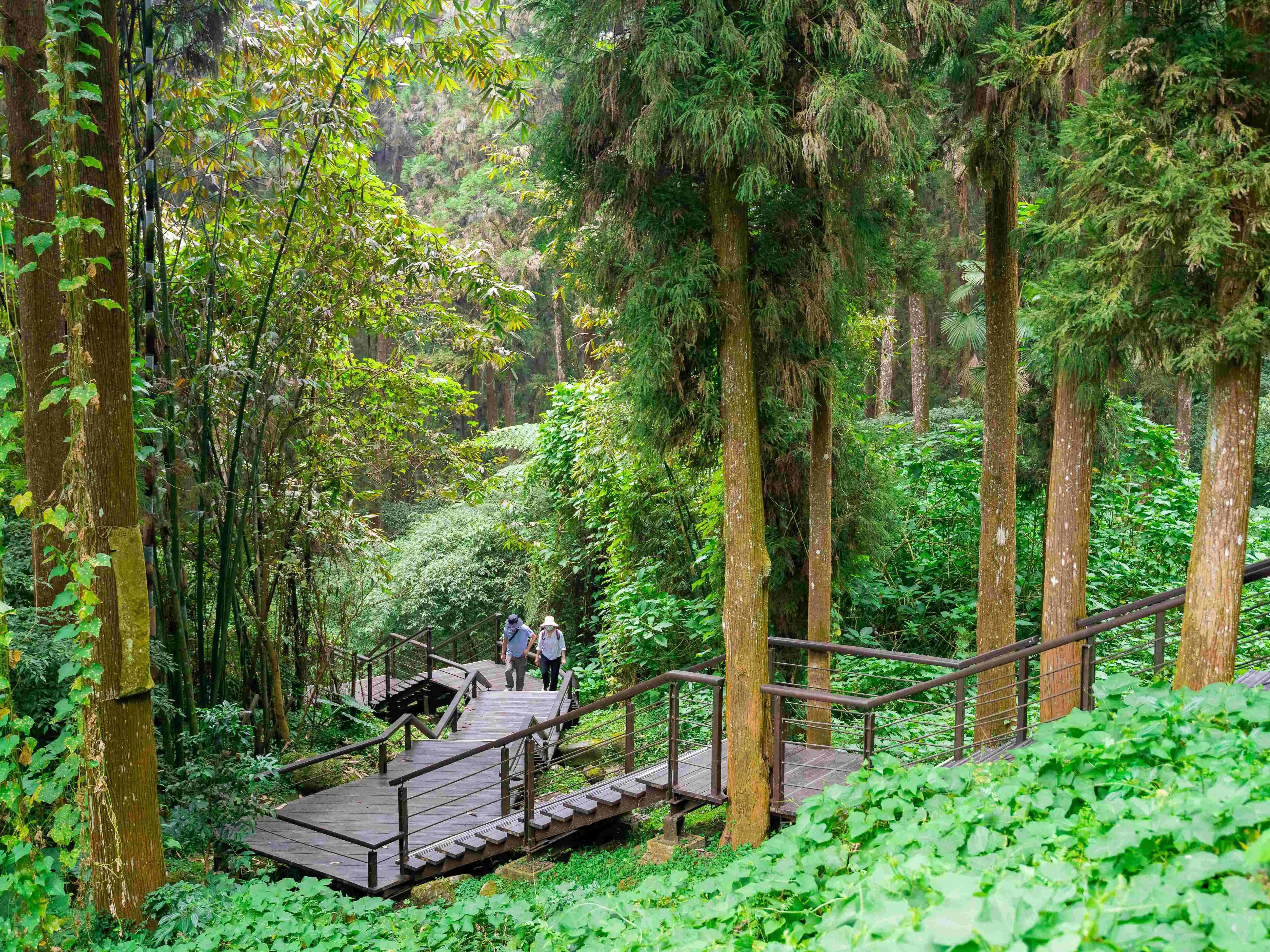 嘉義縣文化觀光局推薦暑假到阿里山奮起湖步道群與頂湖步道旅遊，結合森林健行、百年鐵道文化、奮起湖老街及特色便當，一次體驗嘉義山林慢旅行。(圖/嘉義縣文化觀光局提供)
