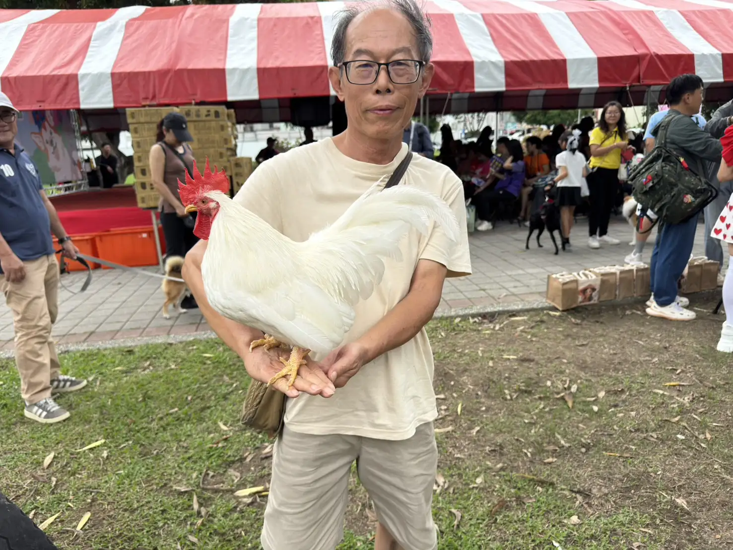 振興里民曾政萳帶著飼養的日本雞「GIGI」參與「阿嬤妳看」友善寵物同樂會走秀，特殊又吸睛的身影成為全場焦點，吸引不少民眾駐足拍照。(記者張振興攝)