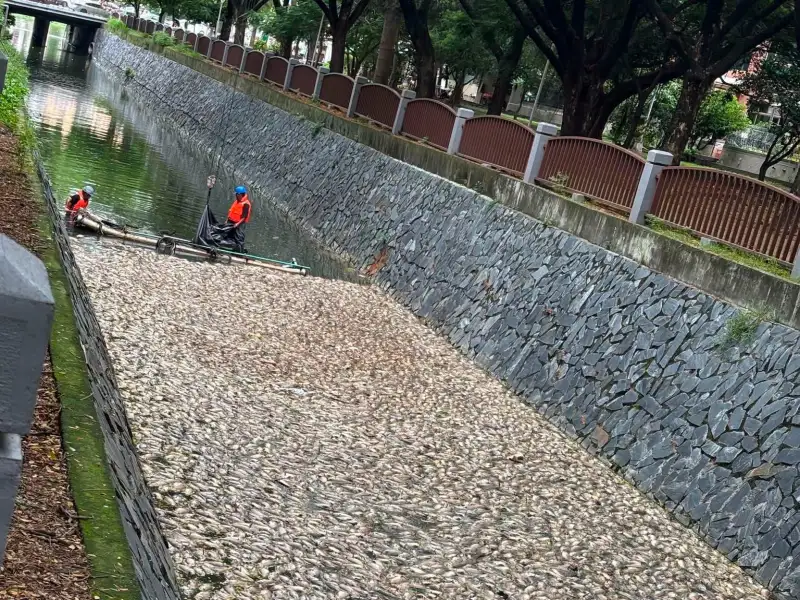 後勁溪再傳大量魚屍  白喬茵促市府強化水質監測
