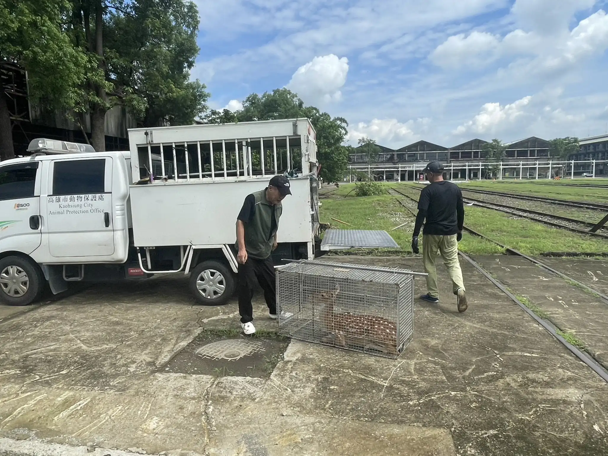 前鎮街頭遊蕩的梅花鹿經警方持續追蹤，並與動保人員及飼主合力誘捕，順利安置籠內後由專車載離，結束逾6小時的「尋鹿記」。（前鎮分局提供）