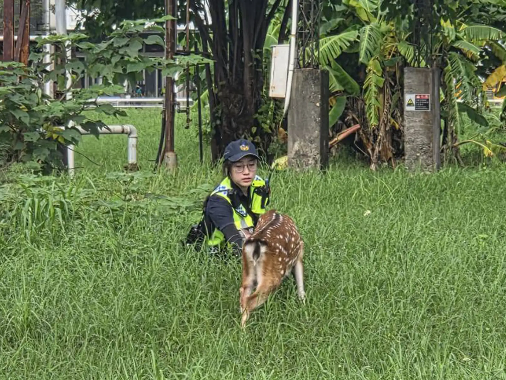 梅花鹿脫離飼主管控，在高雄前鎮區街頭遊蕩，警方持續追蹤後於二聖路、凱旋路口旁草地發現蹤跡，並協助飼主及動保人員順利誘捕。（前鎮分局提供）