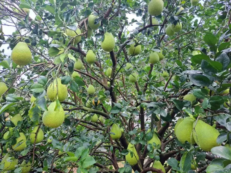 柚來了!大果小果一樣美味