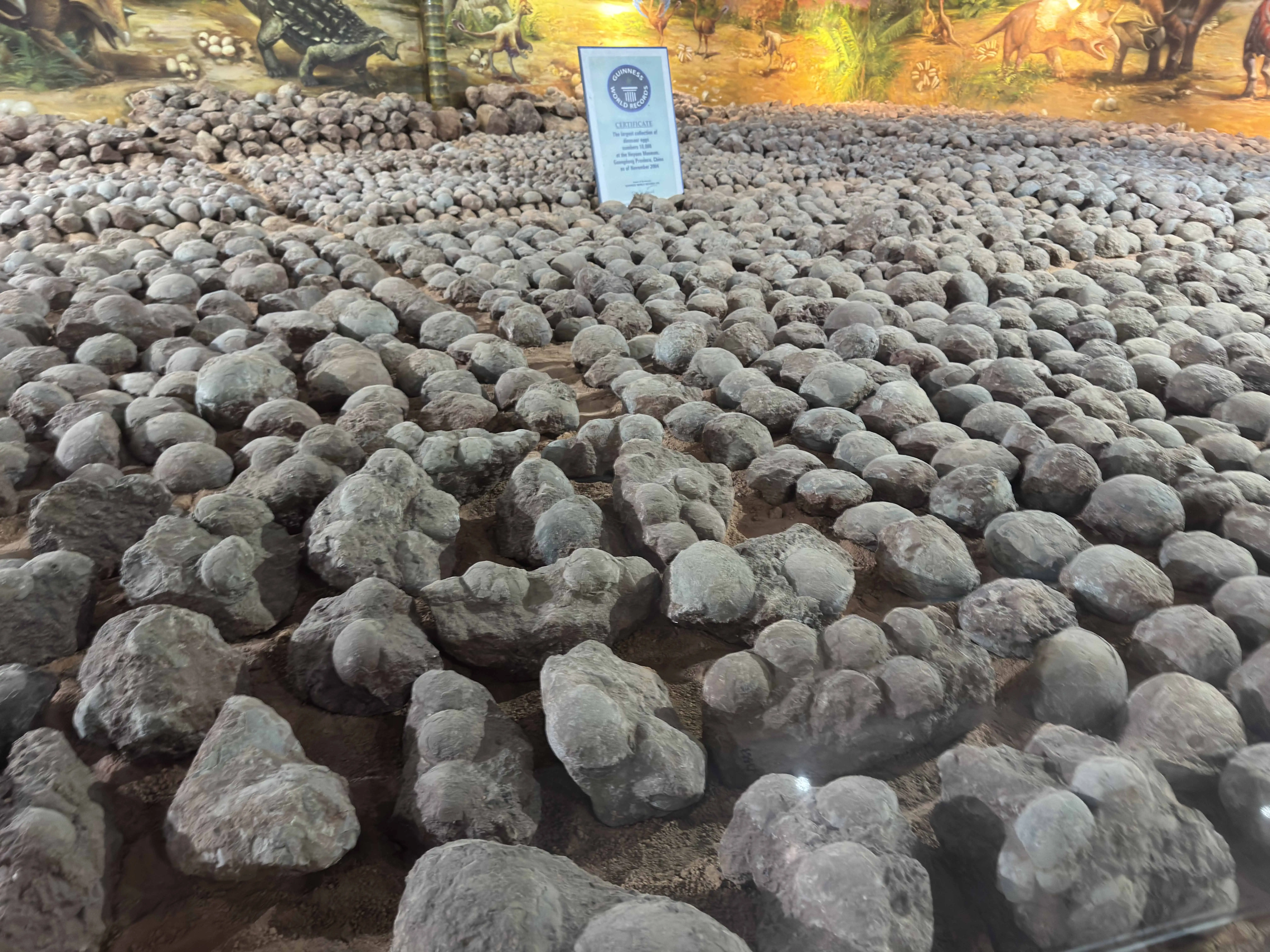 河源恐龍博物館珍藏逾2萬枚恐龍蛋化石，龐大館藏數量相當震撼，一枚枚穿越億萬年歲月的「遠古生命密碼」，也見證河源昔日豐富的恐龍活動軌跡。（記者萬志賢攝）