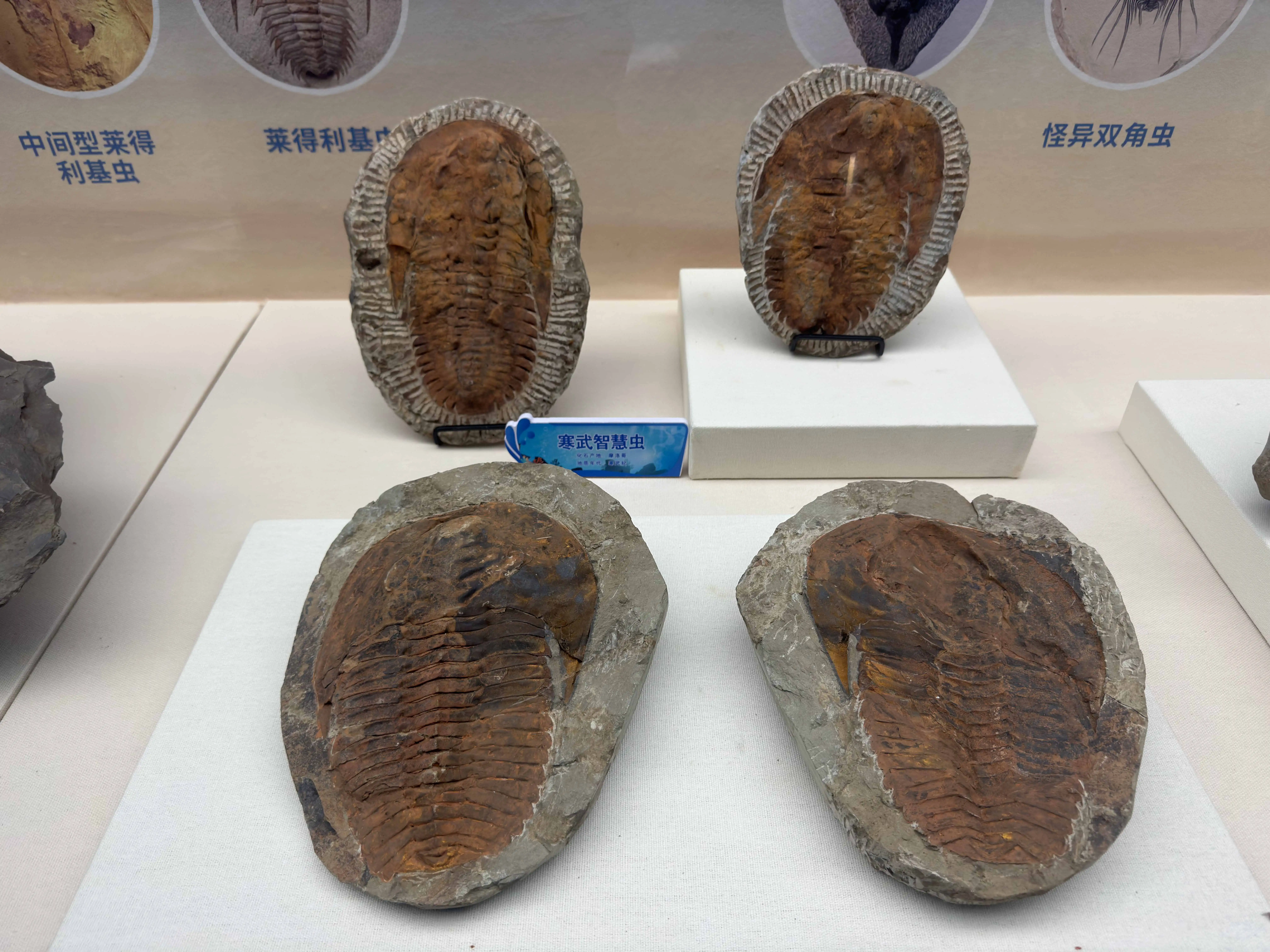 距今數億年的萊得利基蟲化石，身體分節與輪廓仍清晰可辨，宛如遠古生命留下的「石中肖像」；這類三葉蟲曾廣泛生活於寒武紀海洋，也是研究早期海洋生態與地層年代的重要化石。（記者萬志賢攝）