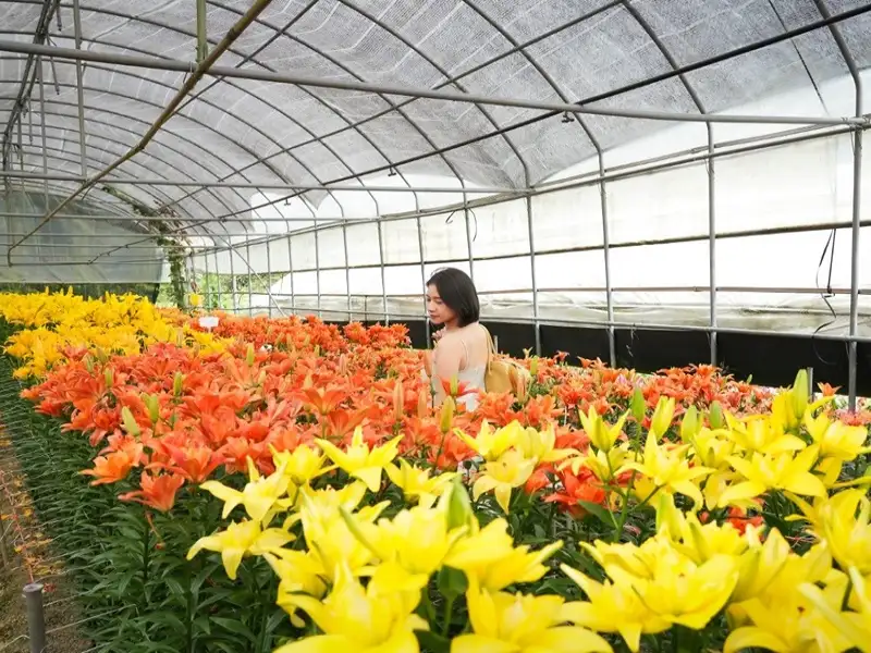 奮起湖慢遊接百合花季  阿里山10月賞花集章趣
