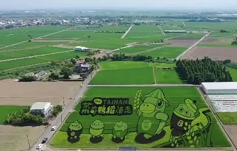 2026台南好米季-菜奇鴨稻陣走_彩繪稻田（圖 / 後壁區農會提供）