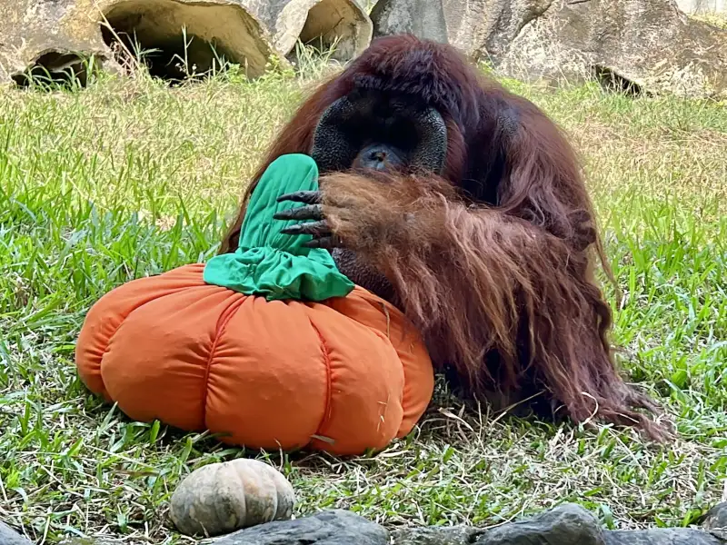 親子變裝享免費入園！壽山動物園「萌鬼派對」24日熱鬧登場 南瓜藏食結合手作體驗