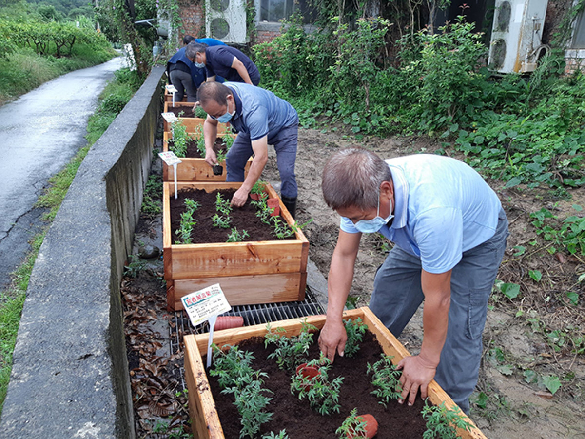 楠西密枝社區居民同心協力一起在森果川可食地景教育基地種植各種香草植物。