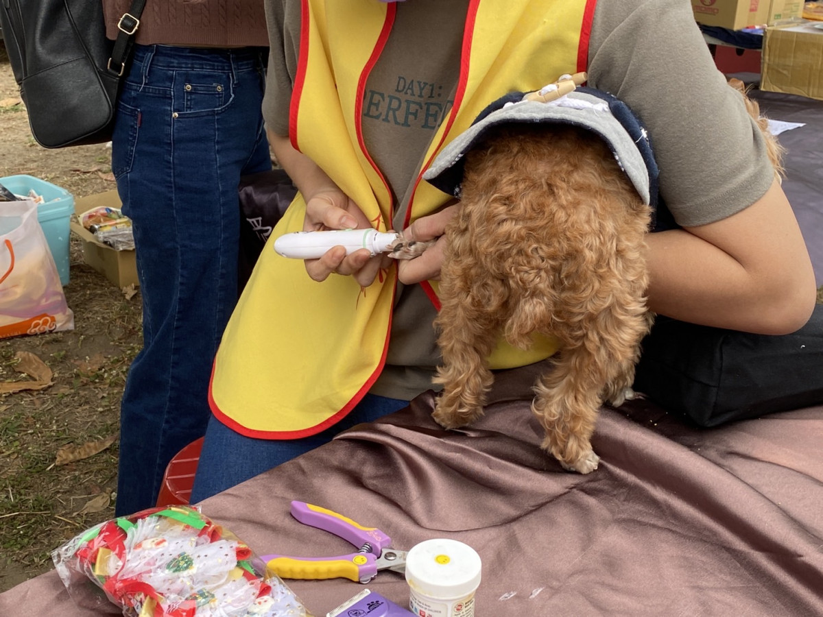 流浪動物愛護協會免費為毛小孩修指甲