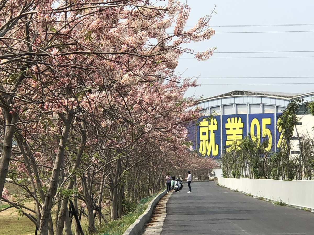 仁德滯洪池北池堤岸花旗木盛開,綿延2~3百公尺的櫻花道相當美麗。