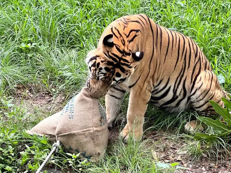 壽山動物園為營造端午節慶氛圍，特準備各式粽子造型的玩具和食物，讓動物們一同應景過節。（記者吳文欽攝）