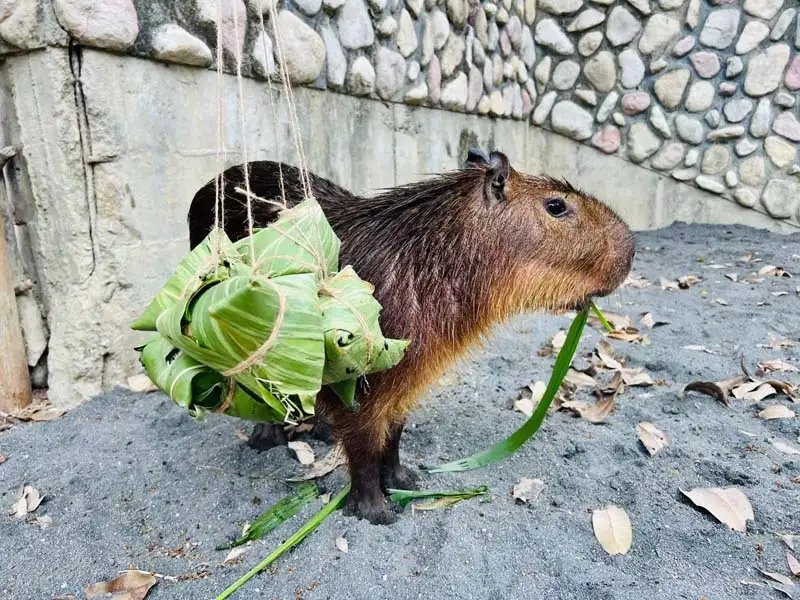 壽山動物園為營造端午節慶氛圍，特準備各式粽子造型的玩具和食物，讓動物們一同應景過節。（記者吳文欽攝）