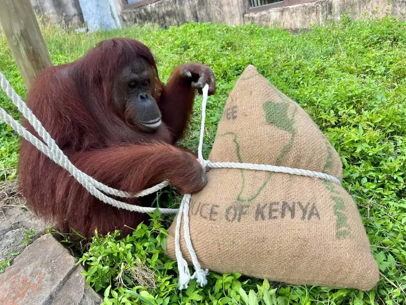 壽山動物園為營造端午節慶氛圍，特準備各式粽子造型的玩具和食物，讓動物們一同應景過節。（記者吳文欽攝）