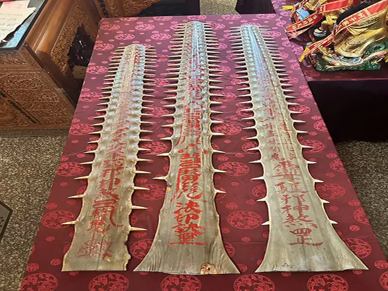 5呎4吋鯊魚劍是目前台灣第二長的,最長的是5呎7吋。(圖/蚵子寮天壇宮提供)