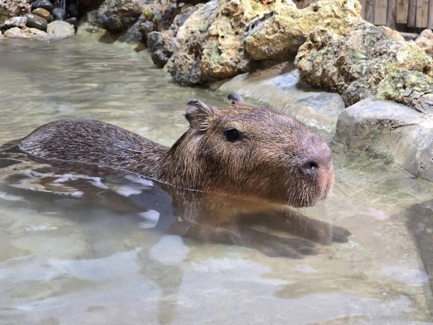 高雄市壽山動物園今夏推出超優惠方案，即日起至9月1日止，全台12歲以下兒童免費入園。（記者吳文欽攝）