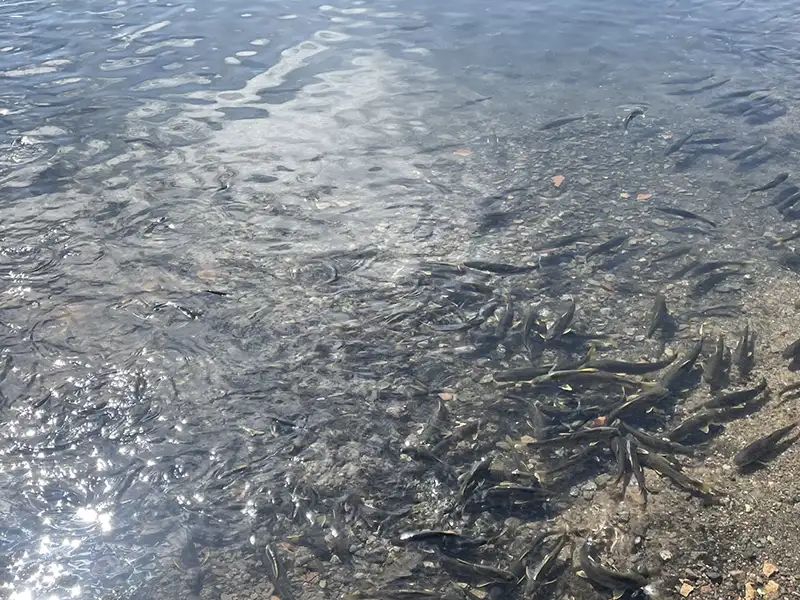 青海湖是豐富的生態系統，孕育國家一級保護動物湟魚。(記者李帆純攝)