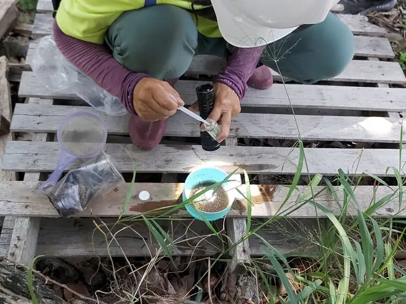 工地地面積水孳生病媒蚊幼蟲。（衞生局提供）