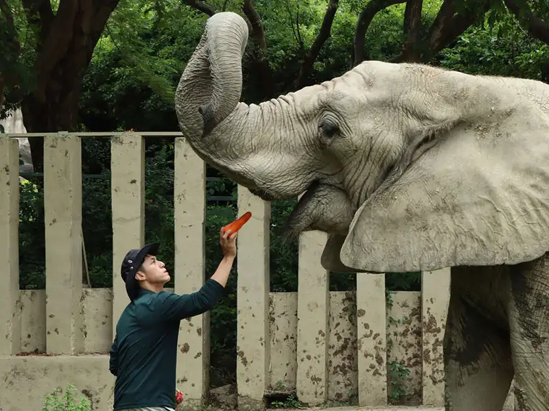 壽山動物園內有15位男性保育員，扮演著父兼母職的角色，把動物呵護得無微不至。父親節特別獻上感謝給默默守護動物、最可靠的「奶爸們」。（記者吳文欽攝）