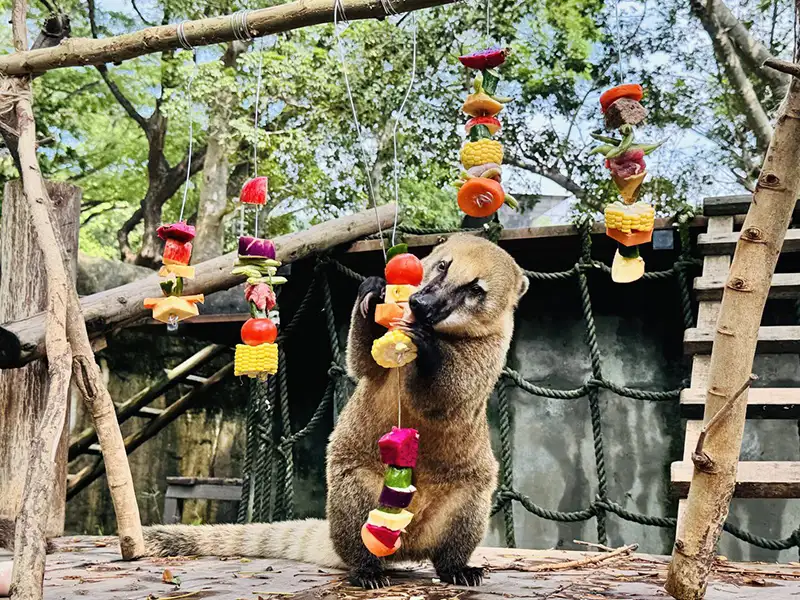 壽山動物園中秋野營趴牠們也有「烤肉」大餐