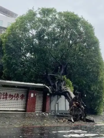 高雄市知名打卡地標「安全帽樹」，不堪山陀兒颱風強風豪雨侵襲已斷根倒下。（記者吳文欽攝）