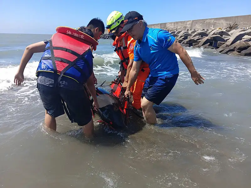 台南青山4隻海豚(倭圓頭鯨)集體擱淺，海巡動員急搶救。（記者洪淑玉翻攝）