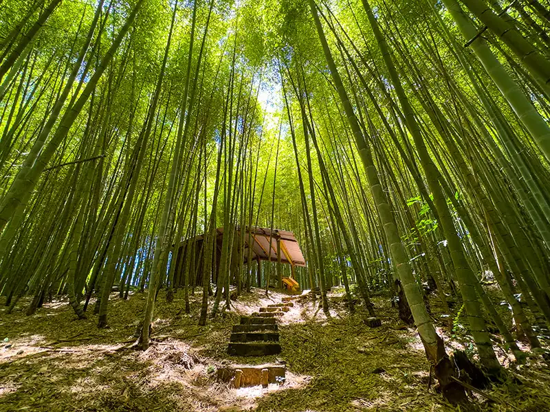 綠色隧道有台版「嵐山竹林小徑」之稱，竹林高如通天，仿佛置身武打電影場景，是全齡都能走的步道！(圖/文觀局 企劃科 提供)