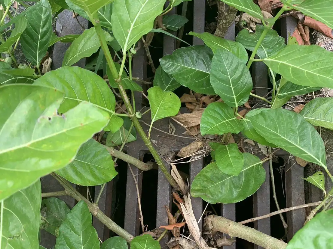 鼓山區的鼓山三路與吳鳳路口水溝，由於長期未進行清淤，導致底部淤泥堆積過厚，竟然在水溝內長出多棵小樹。（記者吳文欽攝）