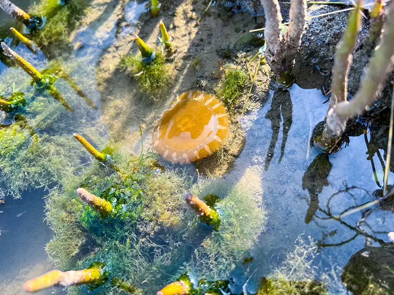 帶民眾在海洋濕地公園找尋倒立水母，從海洋生態的角度更認識林園。（記者吳文欽攝）