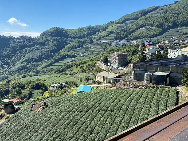 生力農場是眺望阿里山美景的絕佳地點。(圖/嘉義縣文化觀光局 提供)