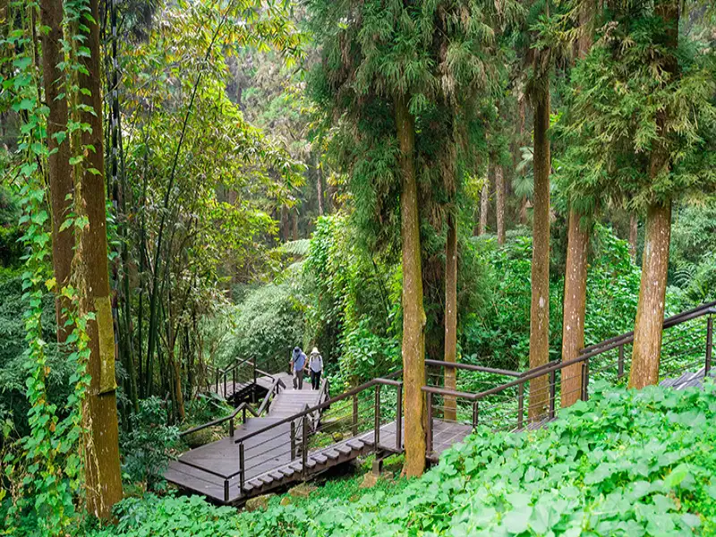 加入慢遊嘉義LINE@享旅遊優惠與抽獎  秋冬暢遊阿里山