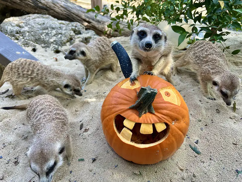 壽山動物園與家樂福鼎山店合作，選用其所提供的西洋南瓜及園區自備的東洋南瓜為園區動物加菜，上演一場「南瓜料理東西爭霸戰」。（記者吳文欽攝）