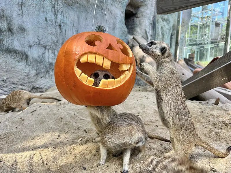 壽山動物園與家樂福鼎山店合作，選用其所提供的西洋南瓜及園區自備的東洋南瓜為園區動物加菜，上演一場「南瓜料理東西爭霸戰」。（記者吳文欽攝）