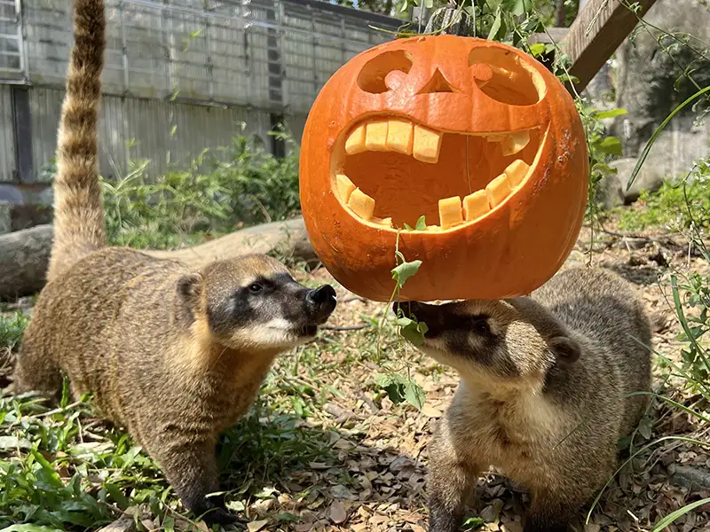 萬聖節南瓜爭霸戰   壽山動物園巧手為動物加菜