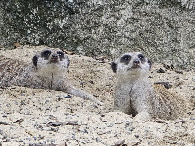 壽山動物園邀請漂流木藝術家王偉權打造高達約二米「萌萌的守護者」，這座以狐獴演奏樂器的藝術裝置，成為動物園內近期最吸睛的打卡點。（記者吳文欽攝）