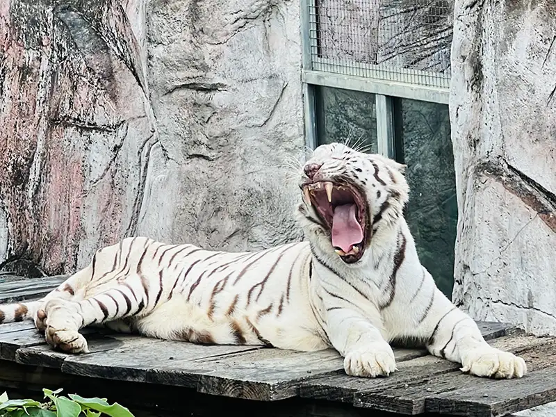 觀光局表示，感謝風災期間辛勞幕後英雄，壽山動物園特別推出「送暖感恩專案」，即日起至今年底前，市府相關局處人員憑工作證可享壽山動物園免費入園。（記者吳文欽攝）