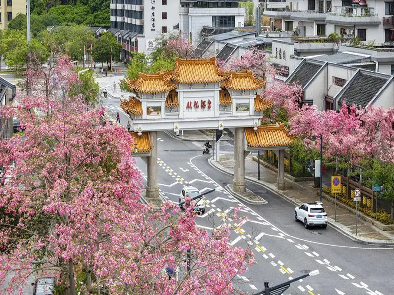 絲木棉花將小鎮裝扮得絢麗多彩。（記者楊婉攝）