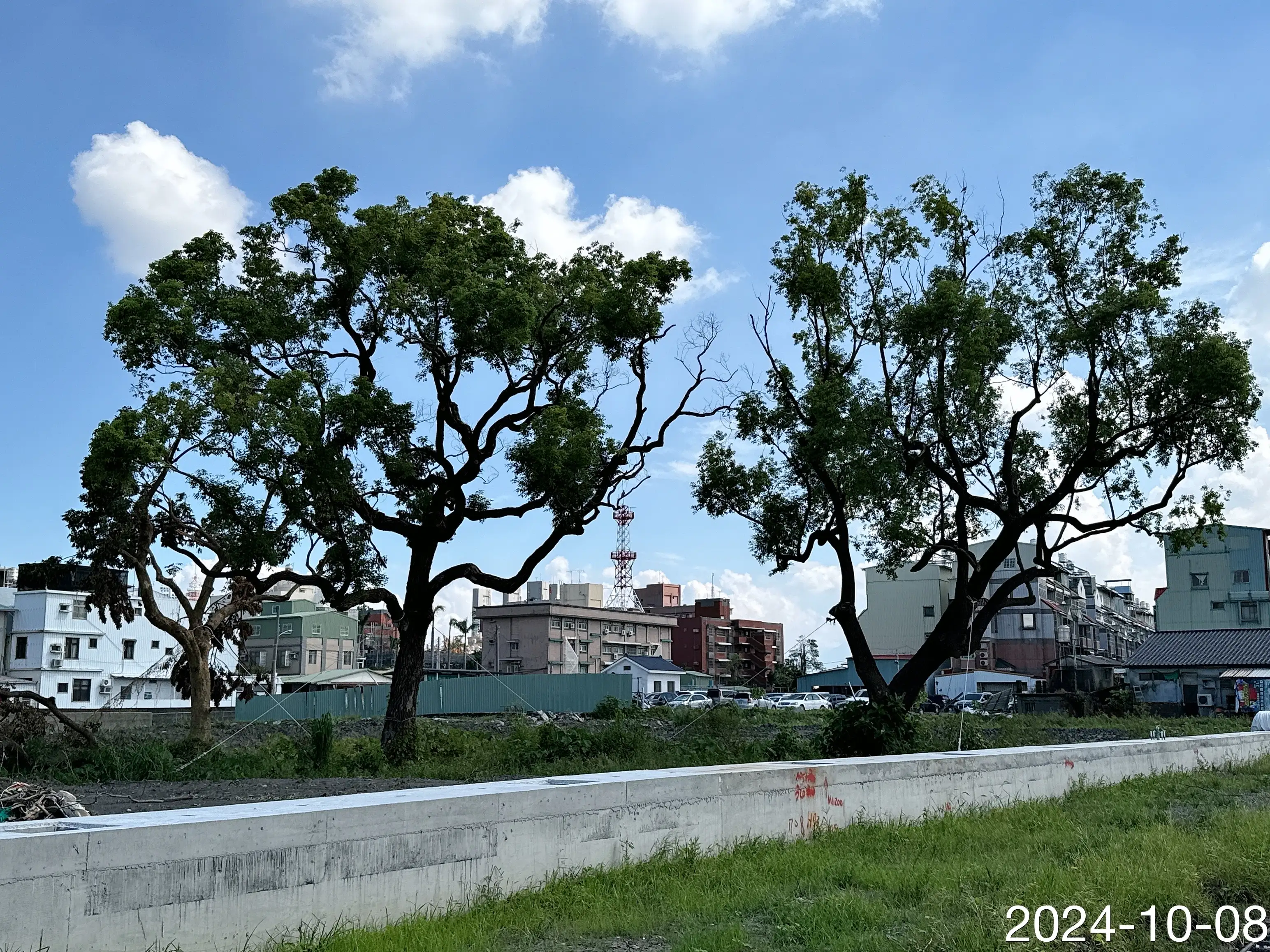 屏東市和生重劃區有數棵樹齡超過50年的樟樹，廠商對於老樹移植視為重點工項。（記者蔣宜安翻攝）