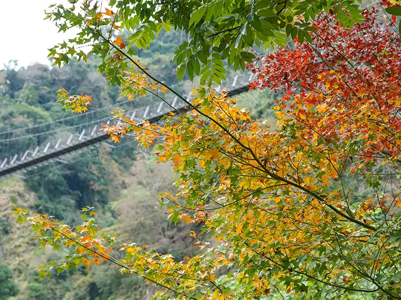 嘉義阿里山的楓葉開始由綠轉紅。(圖／嘉義縣政府提供 )